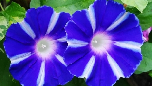 人有了慈悲之心