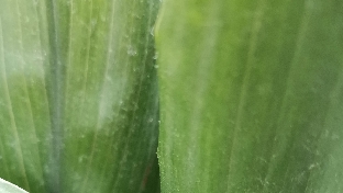 虐待儿童的对其造成的伤害