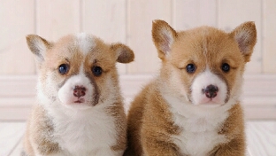 【解析】不把丈夫当对手，怨偶就会变成佳偶