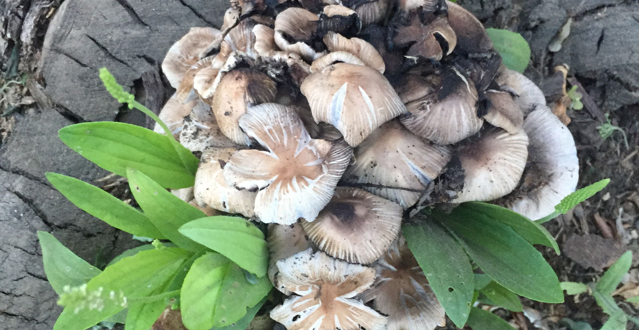 边缘型等严重人格障碍的诊断