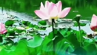 十二生肖一周情况报