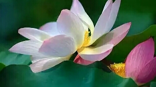 出离执着