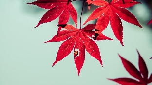 自然五形教育理念