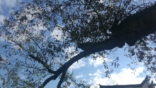 心理咨询中的问话技术