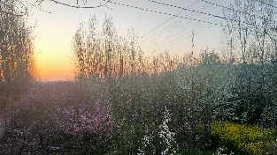 生命之书