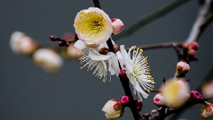 一个小孩只是家庭之树上的一枝花朵