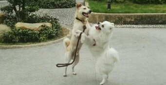 成败效应