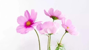 自我管理的8个好习惯