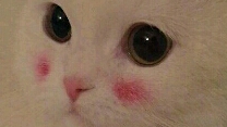 介绍一下自己哟
