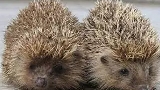 人际关系刺猬法则