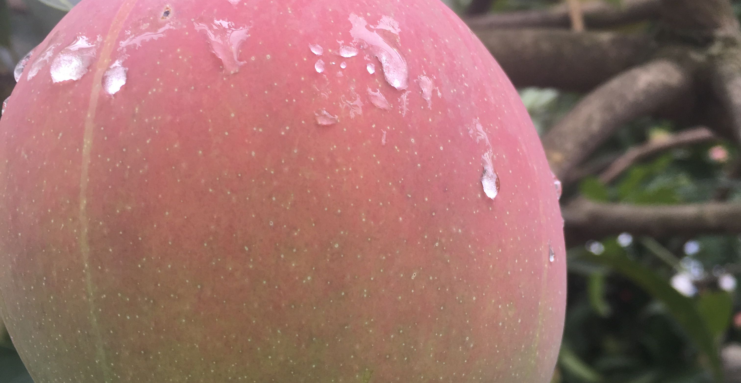 霍布森选择效应