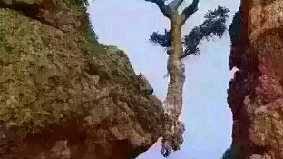 理解