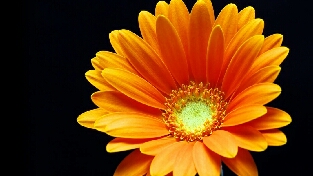 不专注，妄谈成功