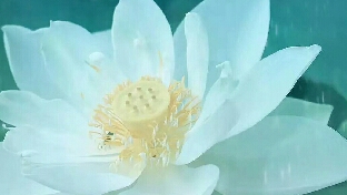 正念RAIN四部曲：