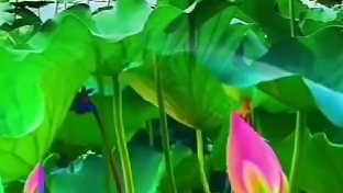十二生肖每周报