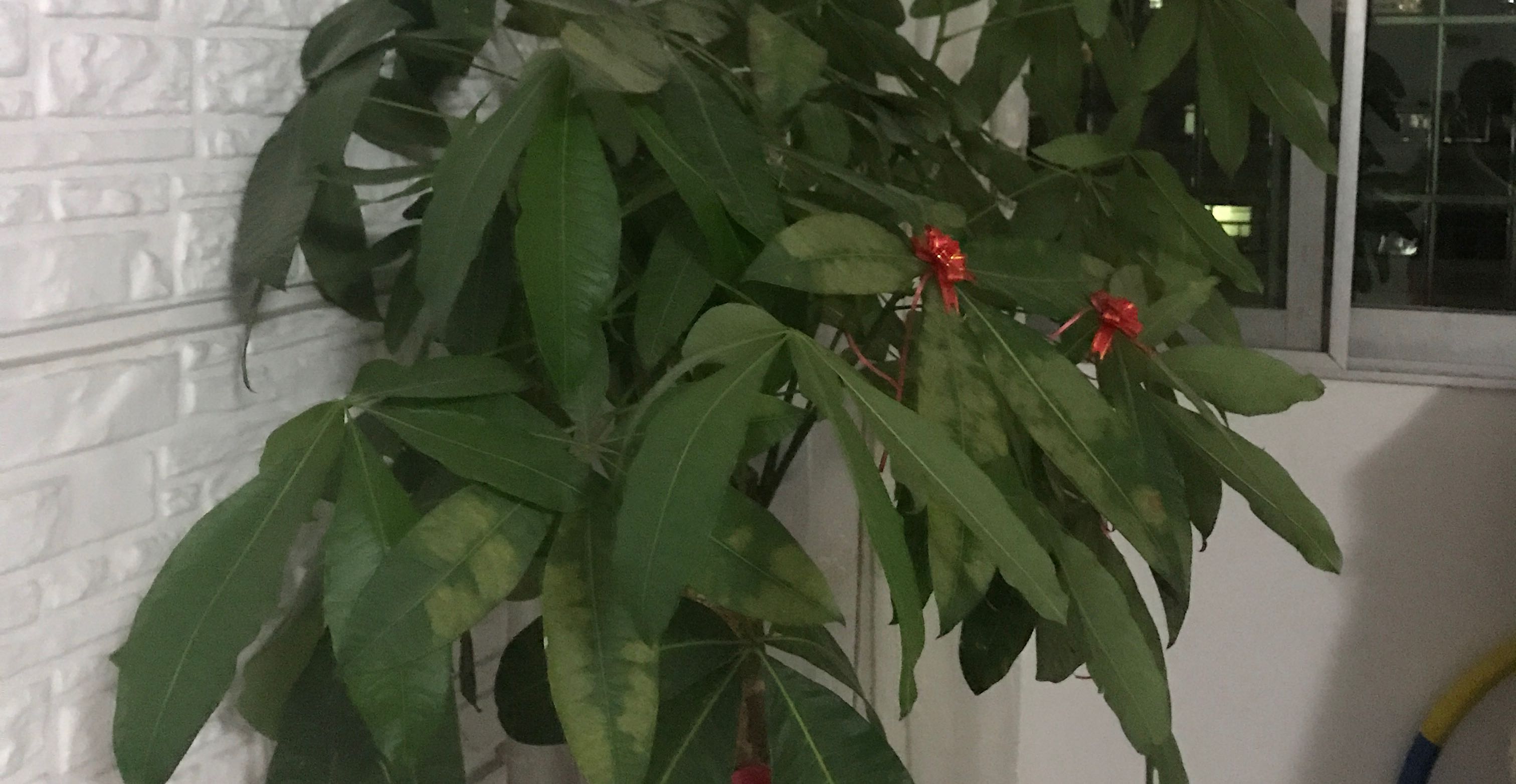 心理咨询的意义：我是你的镜子