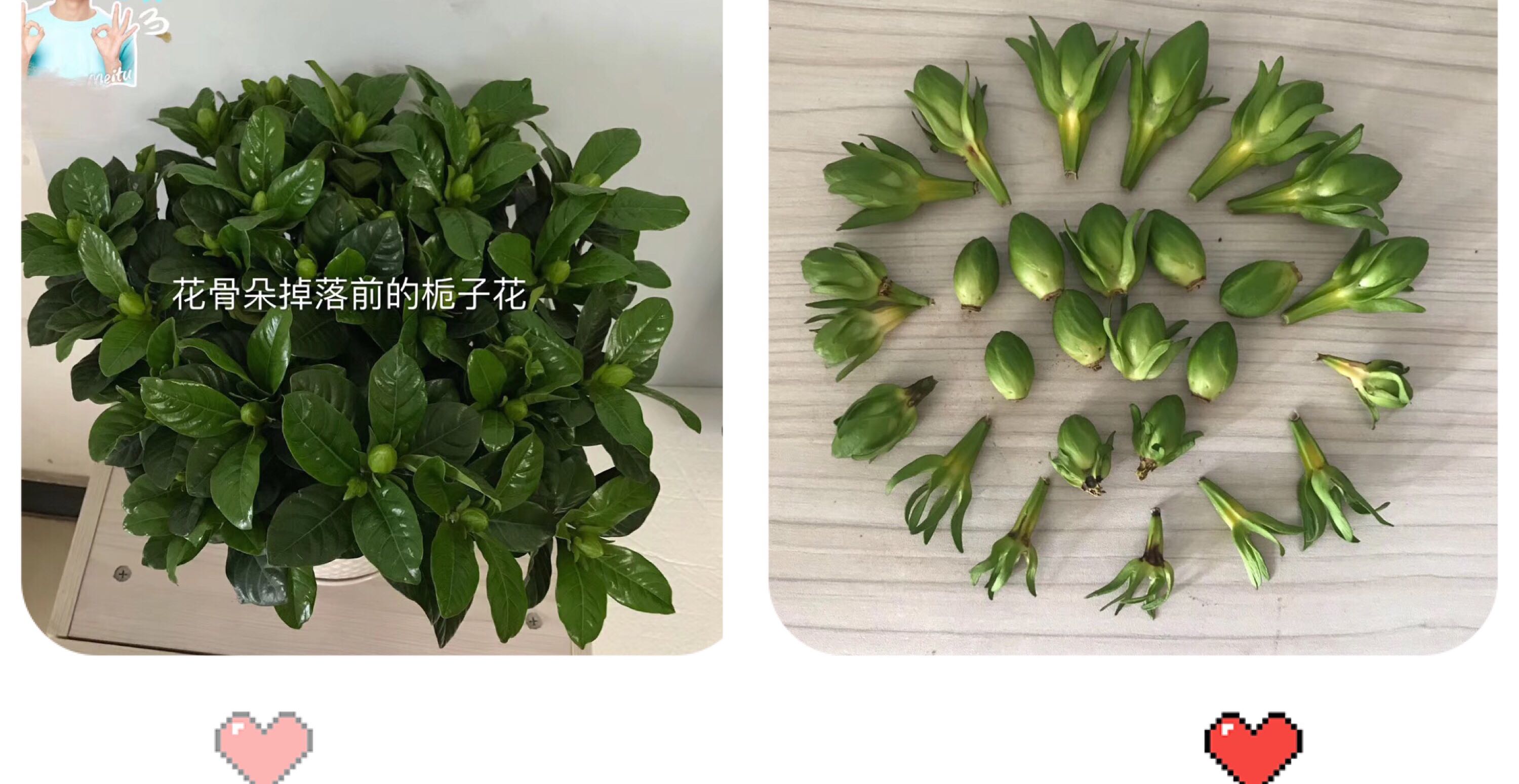 养花悟道之十五：花仙VS花魔