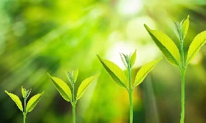 种子法则