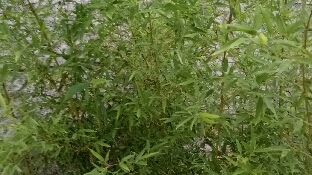 努力控制负面情绪，却摧毁了自己的人生，为什么？