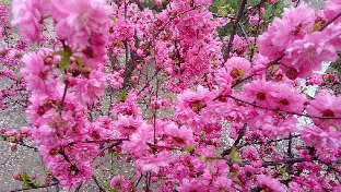 芒种节旺桃花运