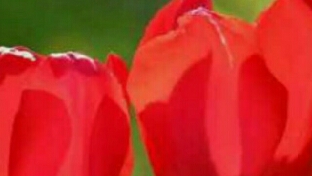 世界有点烦，还好你可爱