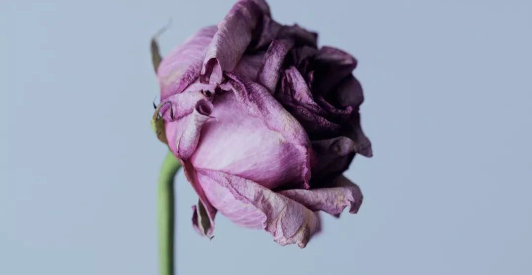 死亡，生命的另一面