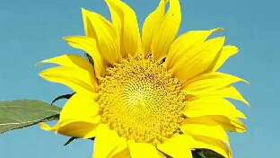 女人最大的魅力不是经济独立，不是花容月貌，而是...