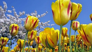 所谓情商，是……？颠覆你的认知了吧！