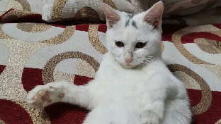 生命的状态