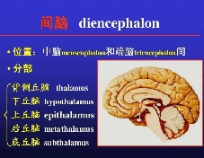 儿童青少年期间间脑开发潜能的重要性