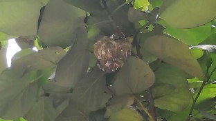 盲目的爱