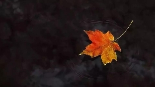 恋人们，学会表达爱吧！