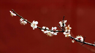 【小鱼解析】妄想症分类（一）