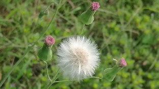 出轨的男人---狼