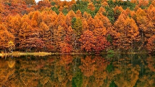 五种病毒性肝炎