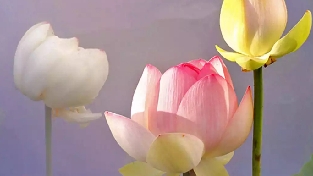 别把善良留给不懂感恩的人