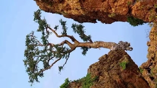 视线恐怖症