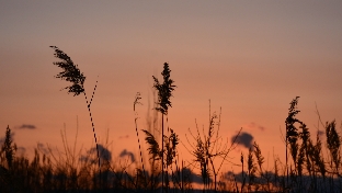 夕阳
