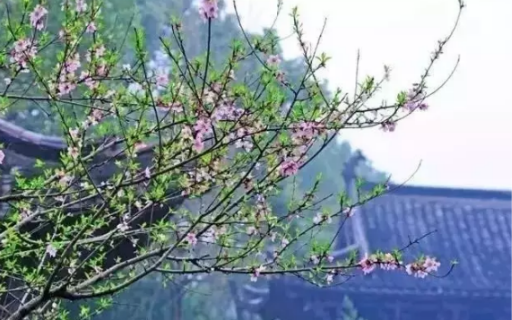 心理个案之“离婚”