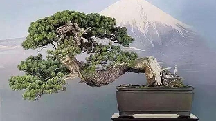 抑郁症的躯体状况