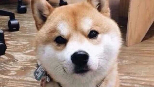 我会养你一辈子