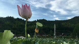 大爱与日月同辉
