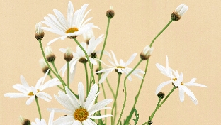 心理咨询有效吗