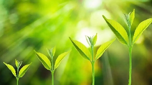 种子法则二