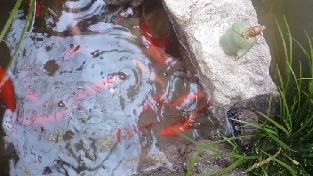 究明歌