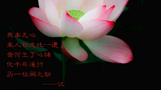 与潜意识连接解读《莲心》