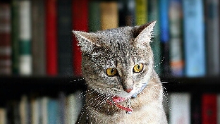 “你怎么了？”“没怎么！”“就是不想说话。”