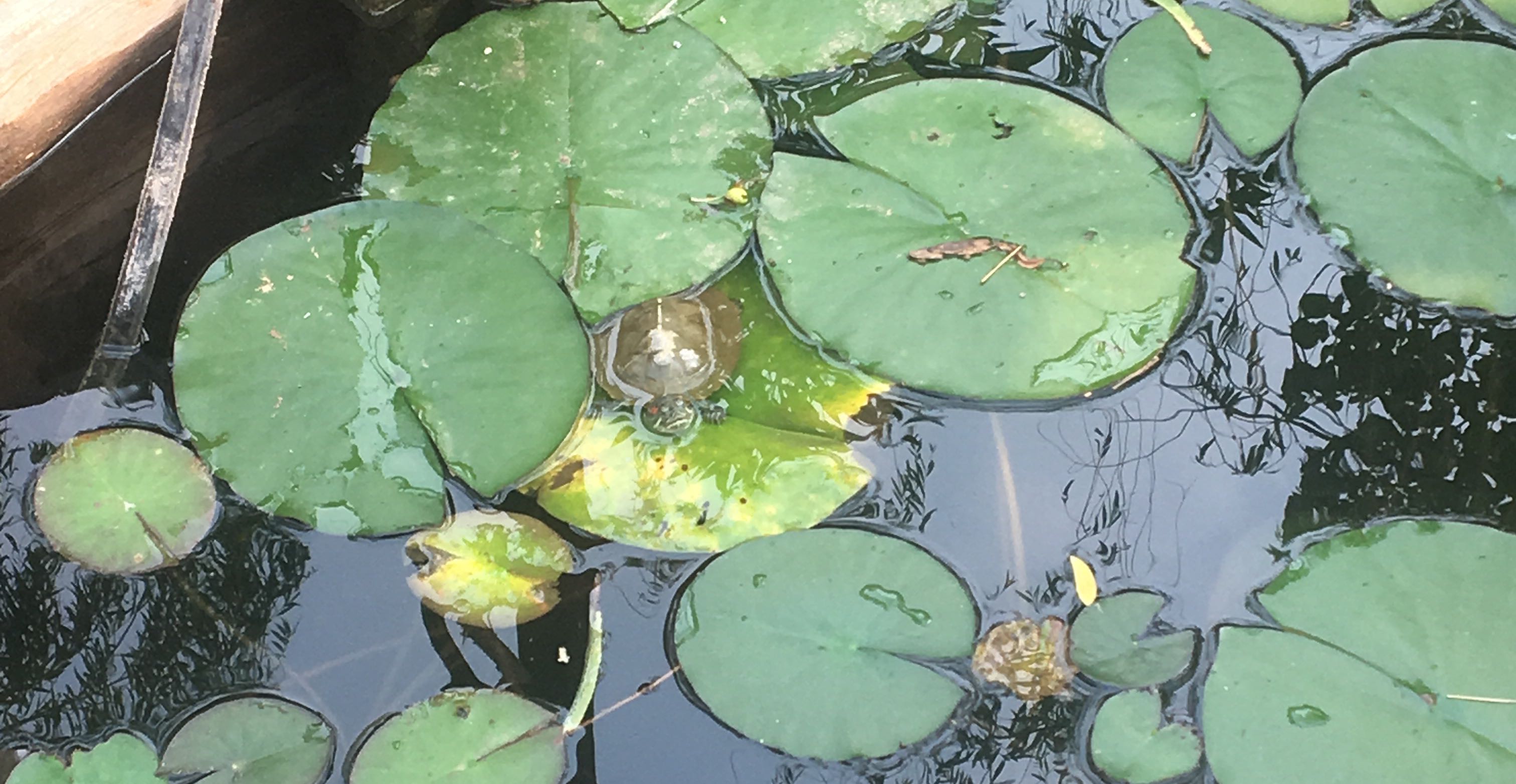 如何处理孩子的告状行为？