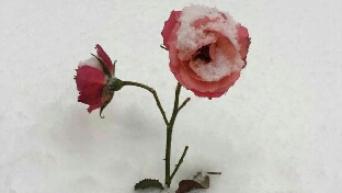 《芳华》一个人的一生就是不断的轮回