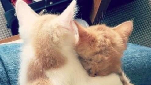 投射